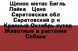 Щенок метис Бигль-Лайка › Цена ­ 1 700 - Саратовская обл., Саратовский р-н, Красный Октябрь хутор Животные и растения » Собаки   
